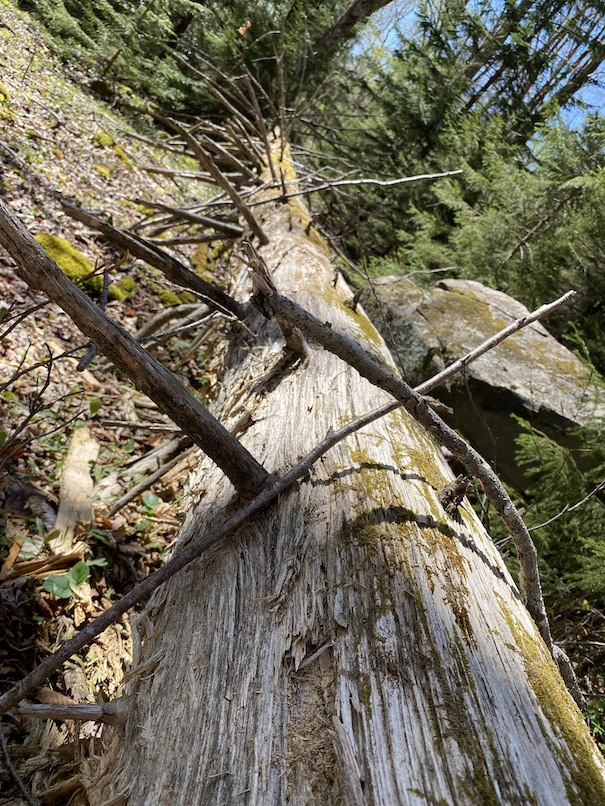 Appalachian Trail